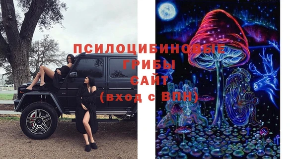 сатива Беломорск